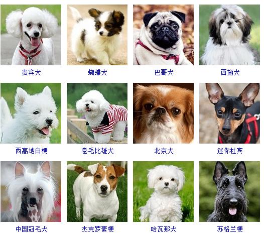 标题：受欢迎的10种小型犬，寿命有多长，你都知道吗？