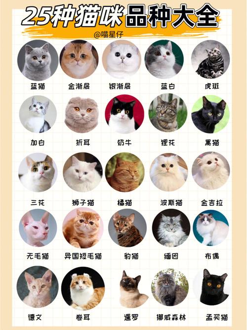 标题：猫咪品种介绍大全！我们应该怎么选择适合自己的猫咪？